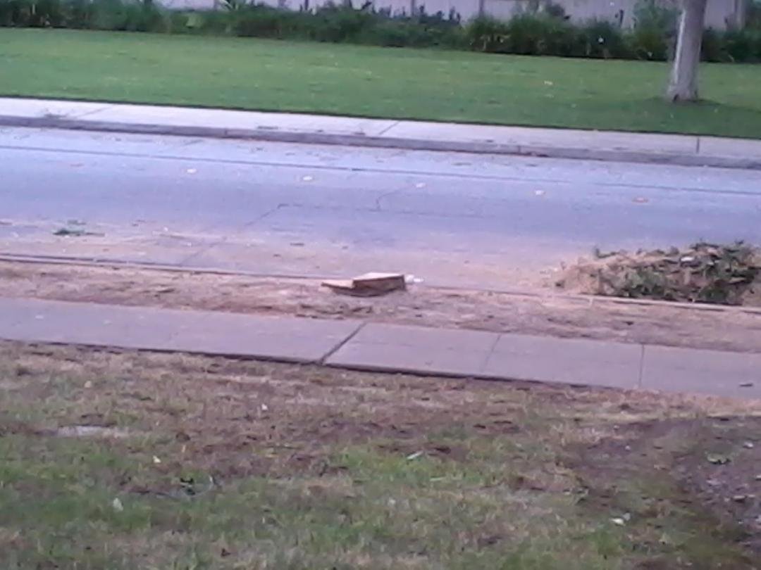 Remember the toppled tree?