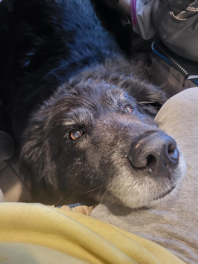 It's so hard to get the resident doggo down from a whopping 155 pounds to a semi-healthy 140. Could this be why?

This is my view as I try to eat. No, I'm no where near the edge of the table...The plus side is, no crumbs on