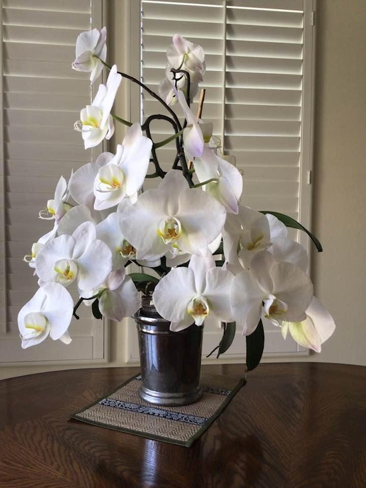 This orchard has bloomed every year for at least 5 years thanks to my wife’s care.