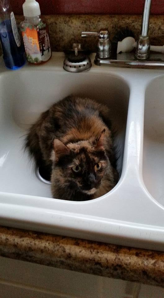 My cat has decided to sleep in the sink!