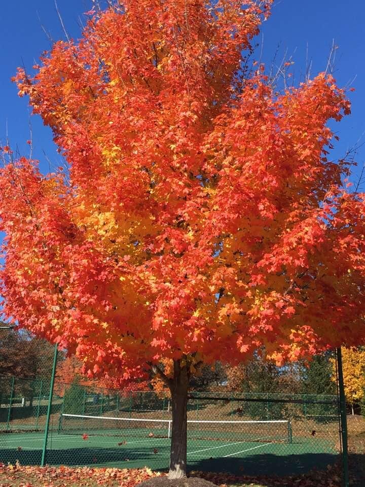 Maple tree in Woodbridge, VA this morning.