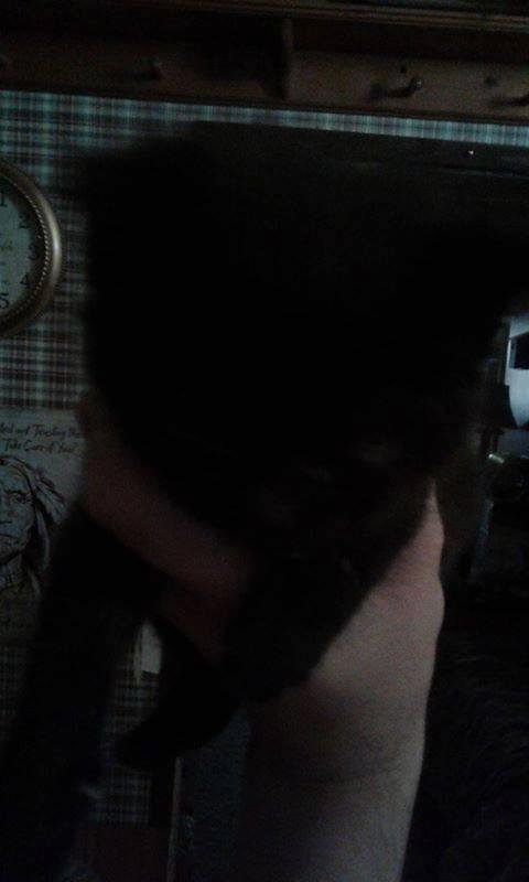 Anyone want a little kitten?