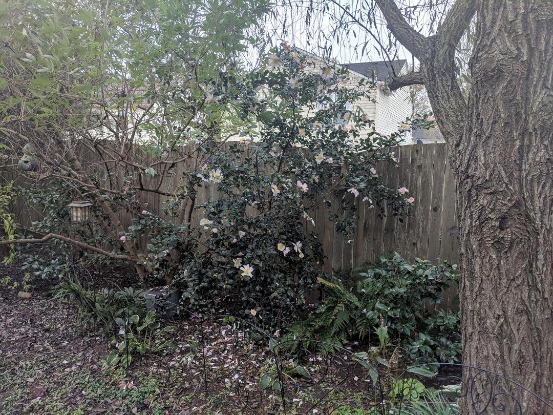 One our fall Camellias in bloom.