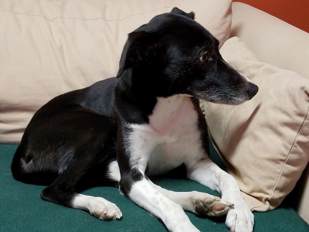 Sally the visiting pup likes the kitchen couch.