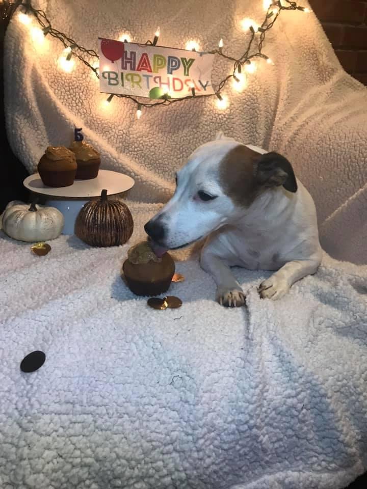 Happy 5th Birthday Bandit 🎂🎊🎉 I love this little pup so much, he’s the sweetest dog in the entire world! Don’t know what I’m gonna do when Houston and I move away! Happy Birthday B😘❤️
