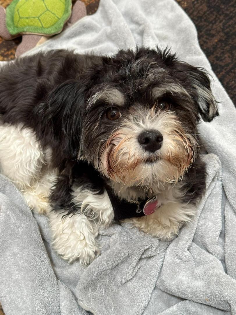 Celebrated Oliver the Havanese 1st birthday today.