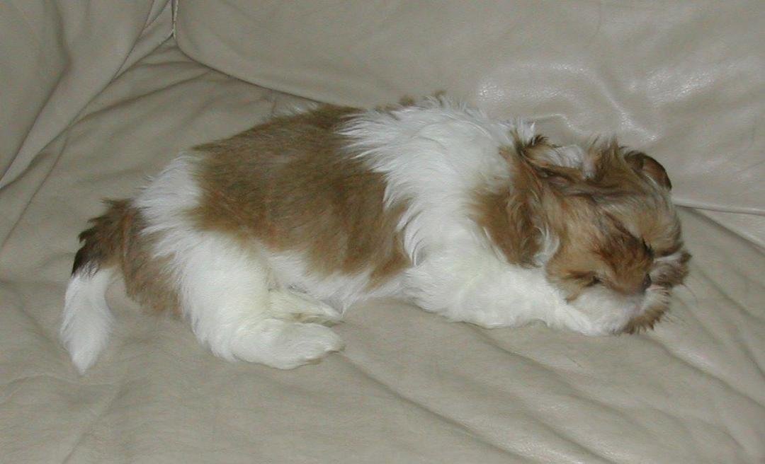 Please welcome my newest addition to our family. His name is Leo. He is an
8-week old Shih Tzu.