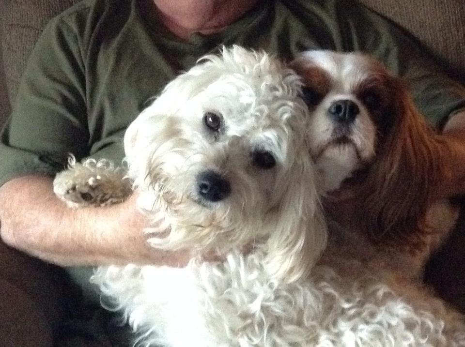 Oh what a day. My dog max must have ate/eaten lots of nuts from the palm trees ( please be careful California friends). Vomiting all night and morning.most came up ( I know TMI) . Got him to vet. X ray and one stuck in colo