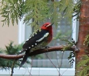 I snapped this picture in my yard today. I can't identify the type of woodpecker. Anyone?