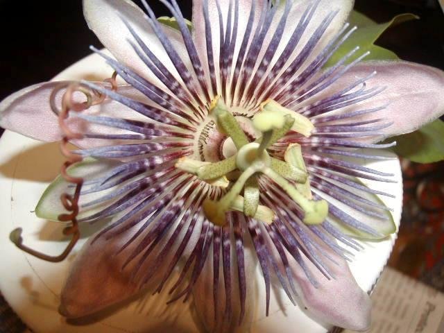 purple passion flower        front yard west