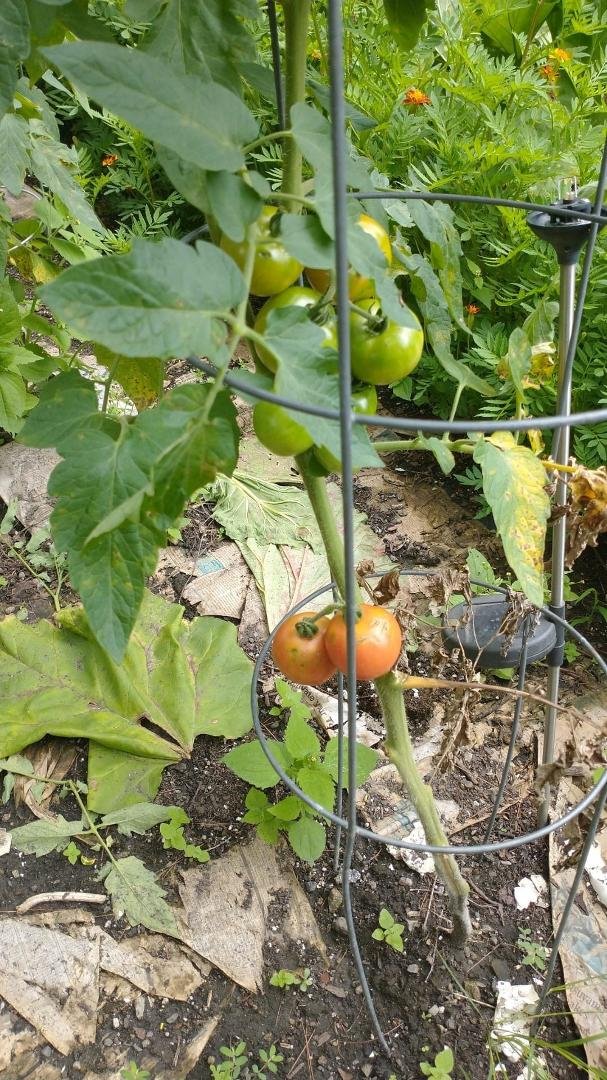 Here is my first Ripe tomatoes.two Of many