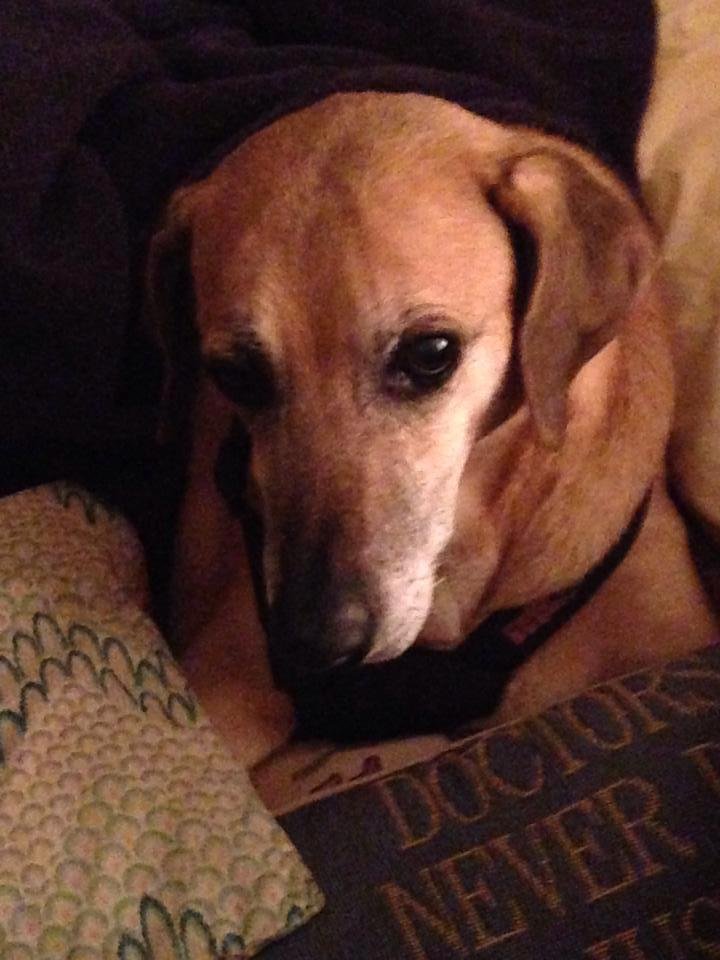 Said goodbye to my best buddy Ishto today. I know he is with Luna. He went peacefully in his sleep. Sure going to miss him! I thank God for his life and companionship. RIP Ishto 2002-2014.