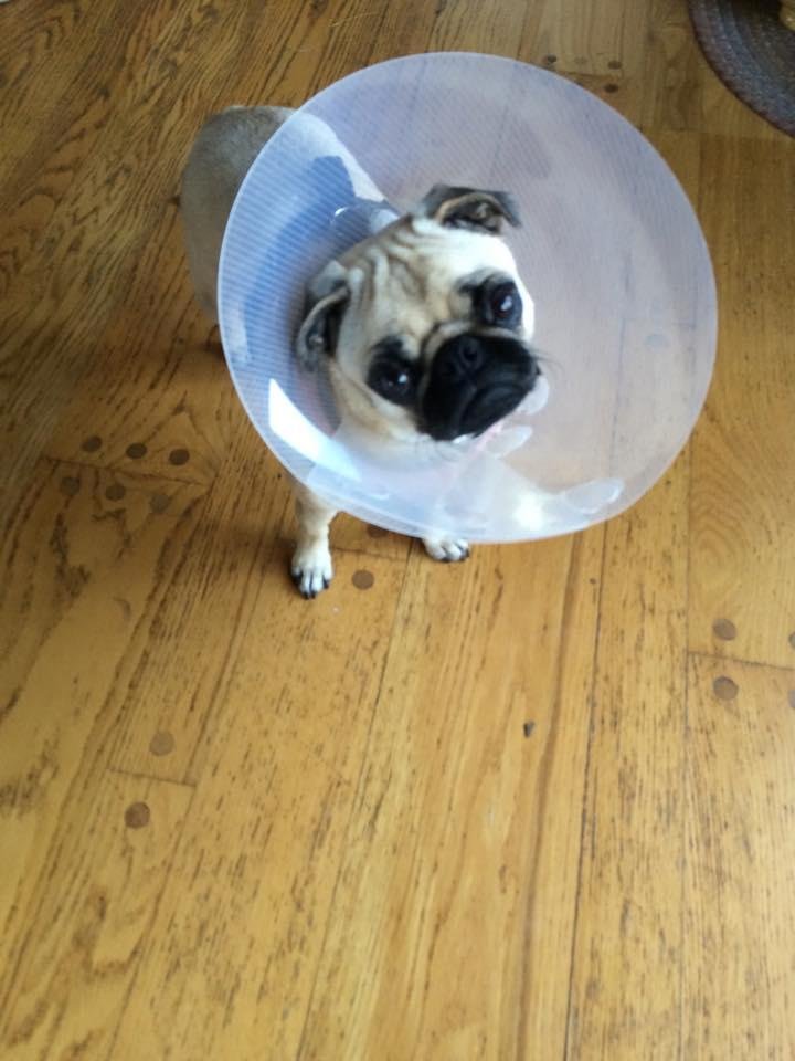 Ellie's Cone of Shame today and on National Dog Day.