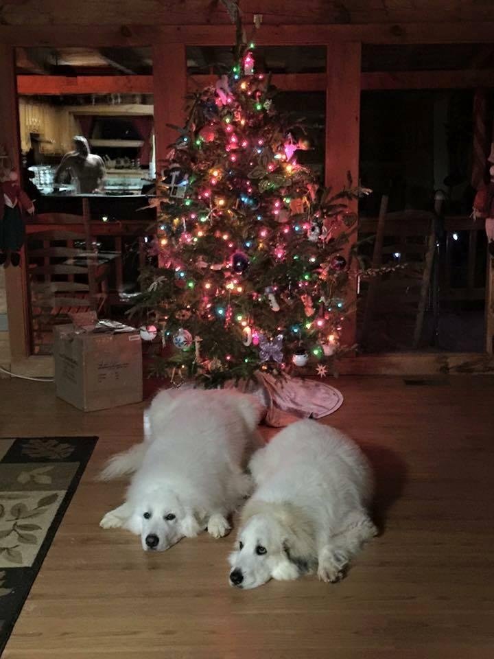 Steve Schmidt's album, Timeline Photos