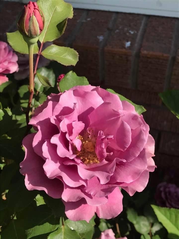 My roses
