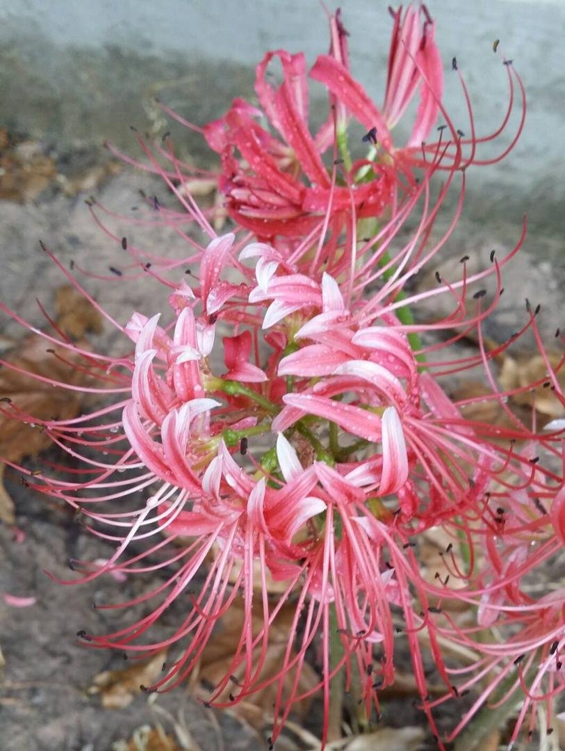 Sandra Holcomb's album, Mobile Uploads