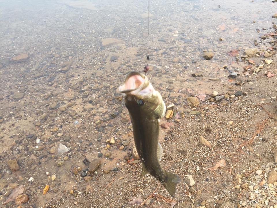 Been able to do some fishing this weekend. Caught a few big ones, the pic here is the smallest. Couldn't get him to smile for his pic. LoL