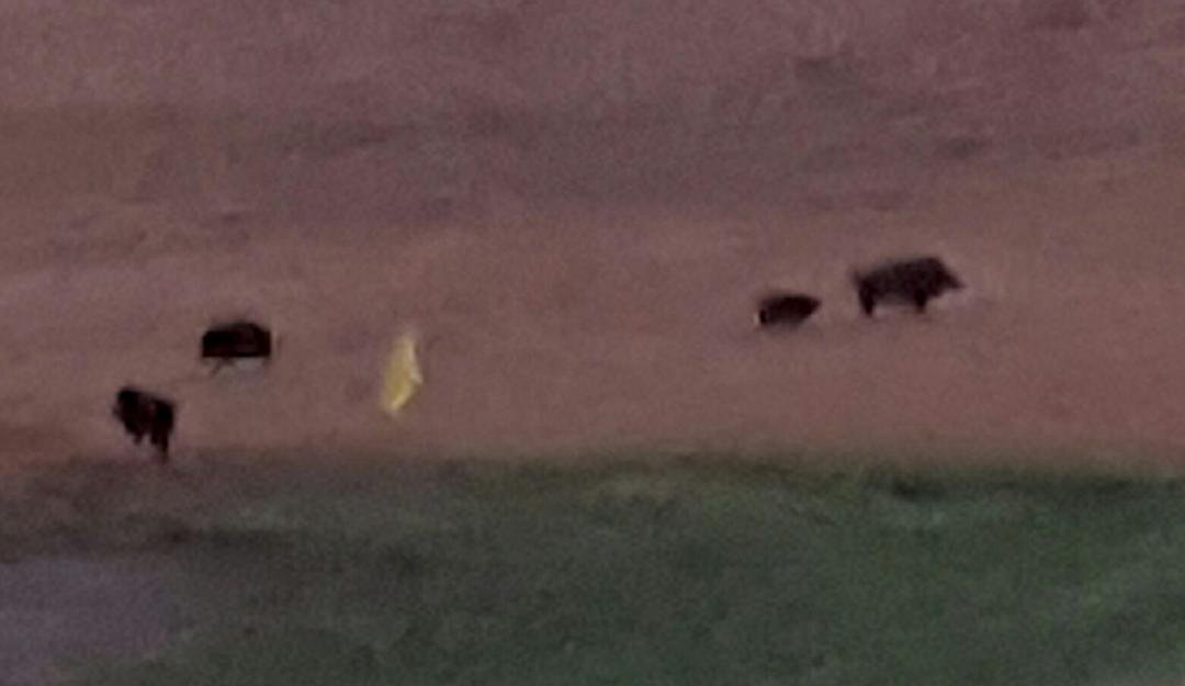 Javelinas on the golf course in Fountain Hills AZ!
