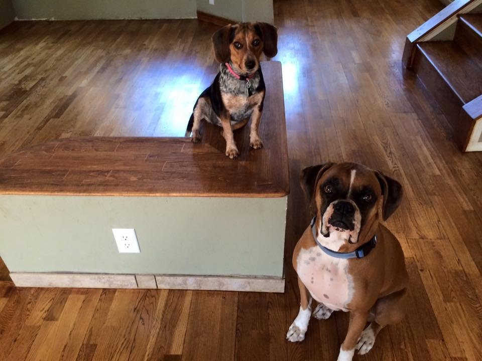 The pups enjoying the newly refinished wood floors. We're enjoying the new puppy resistant finish.
