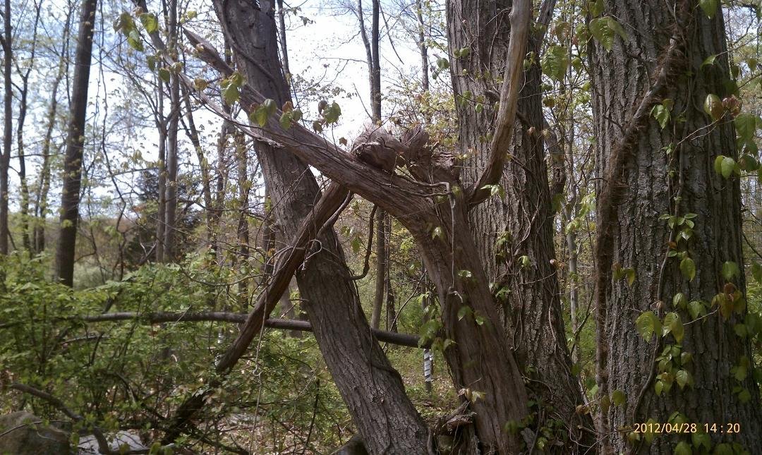 This is what's left of the knot tree...Lisa...Gary