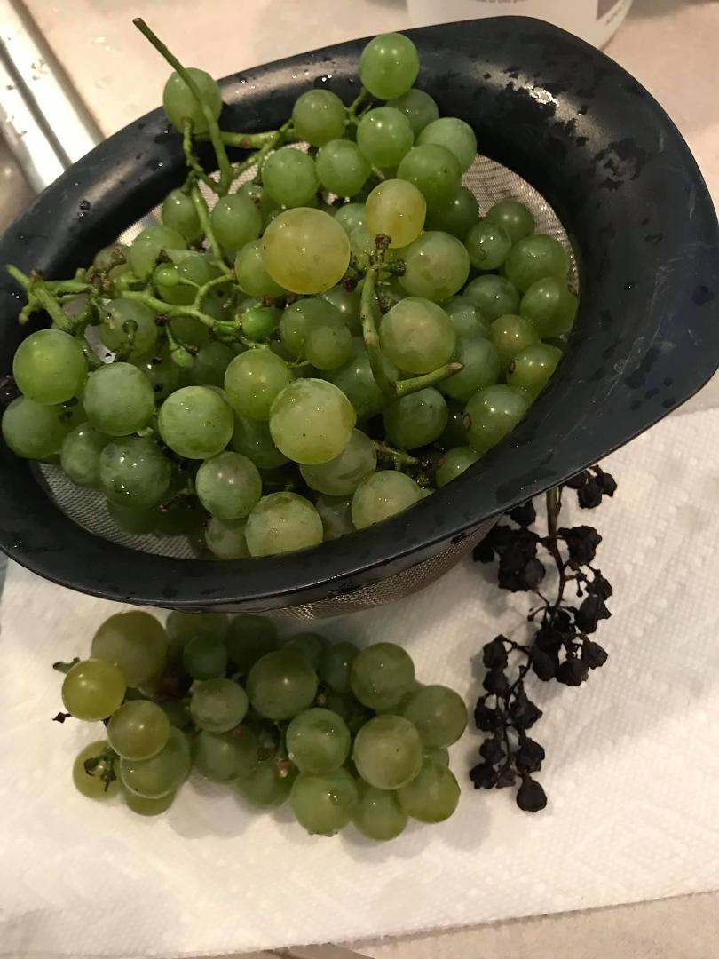 My white wine grapes from the vine in my yard!! Warning: if you don’t pick them soon enough the could become Kentucky raisins!!
