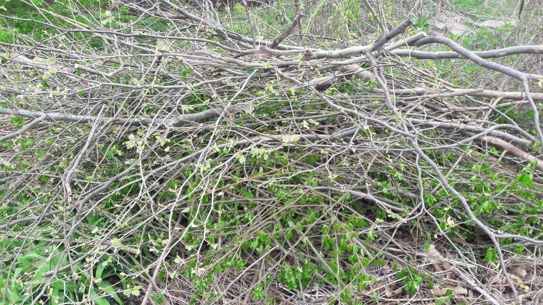 This is the mountain of branches and assorted plant life that I created this morning. Maybe a beaver will come by and build a dam