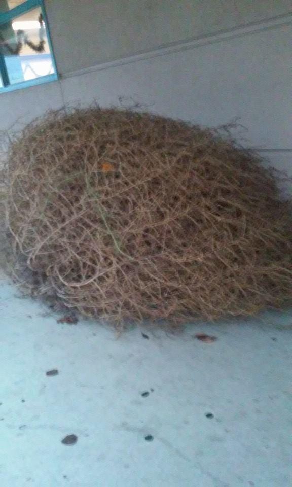 Big ass tumble weed🍁