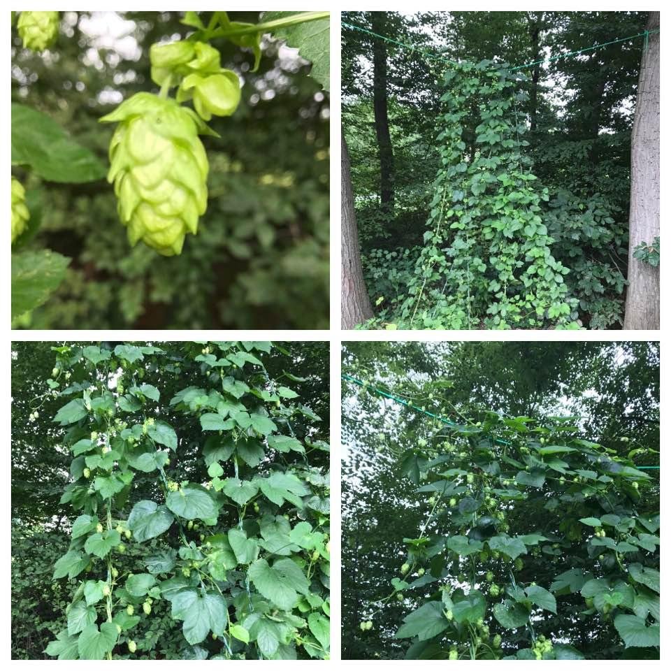 Cascade Hops when ready they will be off to Brewmaster Bill at Third State Brewing downtown Burlington NJ for his special fresh hop infusion technique, can't wait to try.