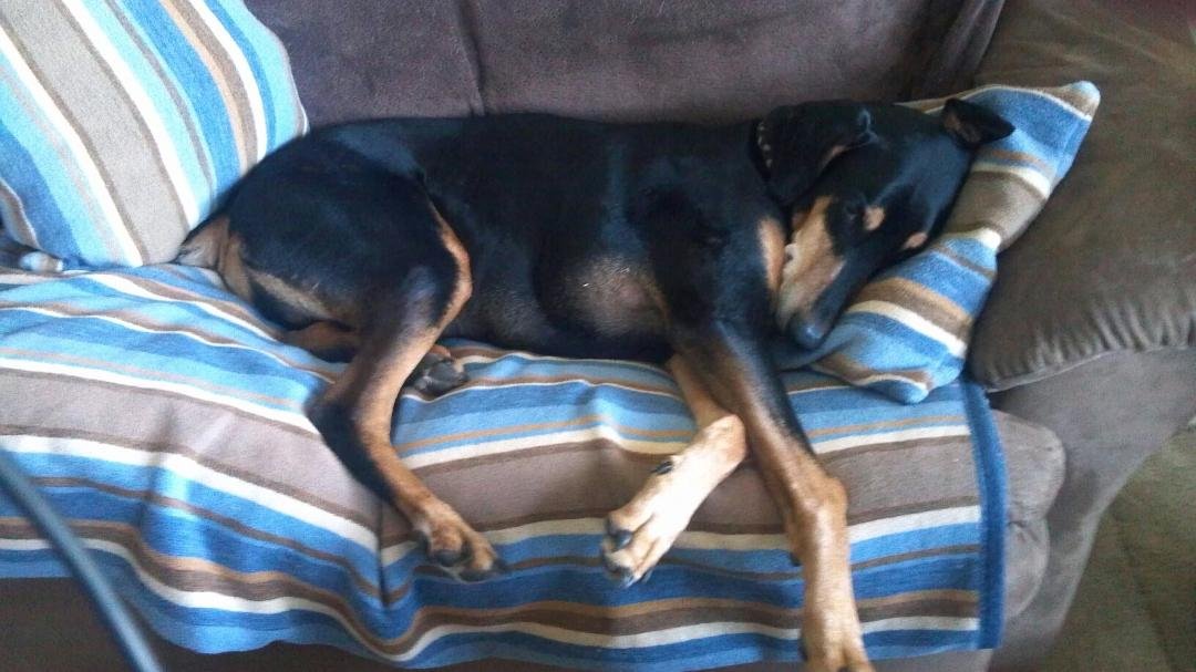 This is a ferocious Doberman....lol