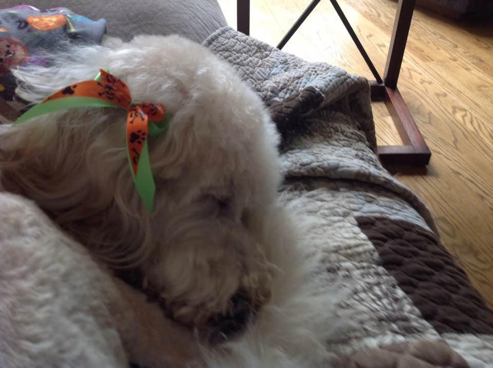 Yesterday was a spa day. Leander so sleepy!