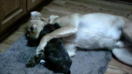 I needed a hug.  Homer (Golden Mix, GH#881) and Rascal (Wash Humane Society foster) get along super