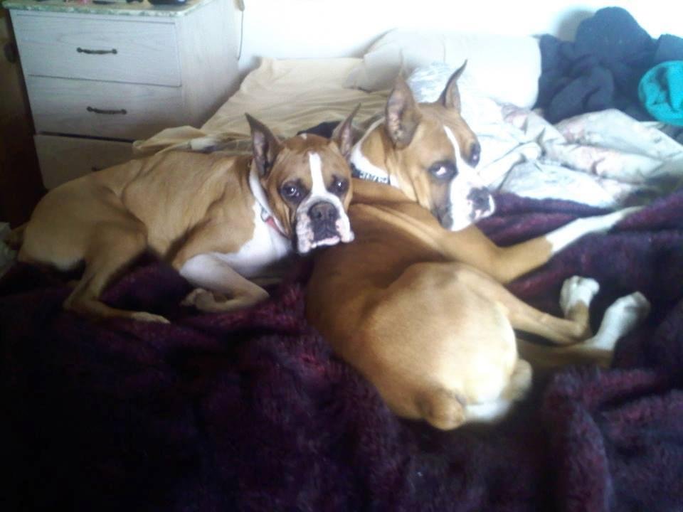 Gunny and his son in Chino Valley. They were both snugglers which was problematic when they both wanted to climb into bed at the same time