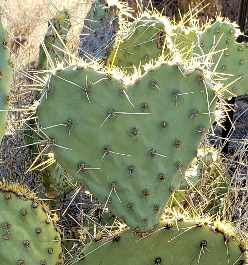 Happy Valentines Day, Arizona style!