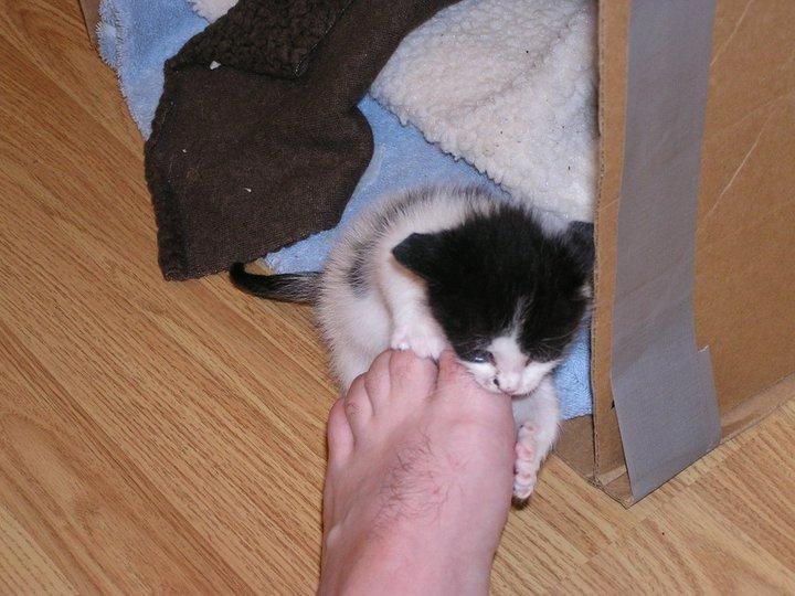 My big foot and Maxwell - rescued at the hockey rink (the cat not my foot)