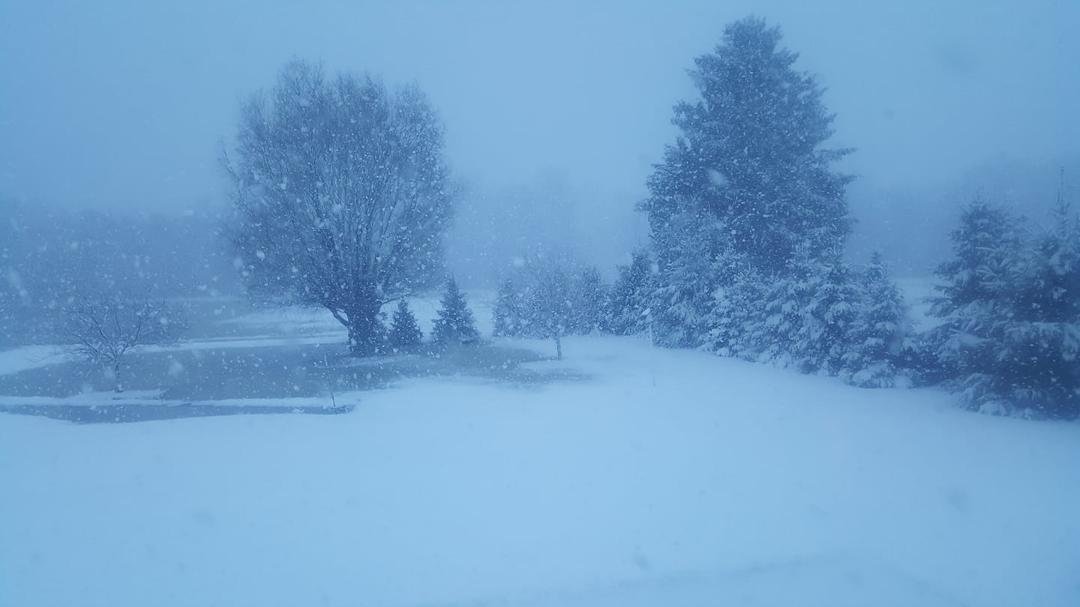 My backyard