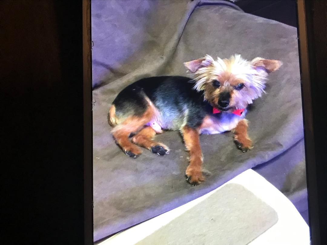 RIP our little Garth. You brought us so much joy and happiness. Time to take a well deserved rest and to play with mom Bella.