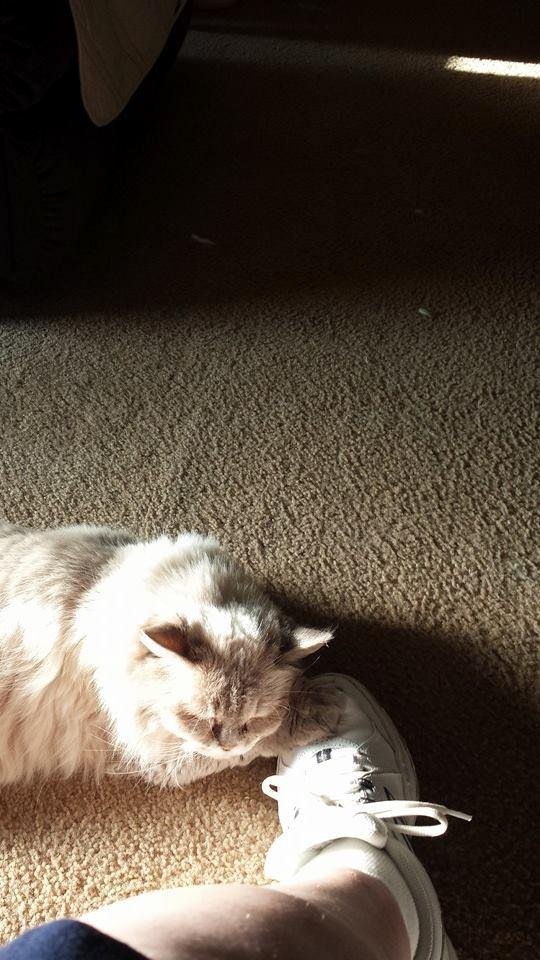 Tiffany fell asleep on my foot. Guess she loves me. She is a very touchy cat.