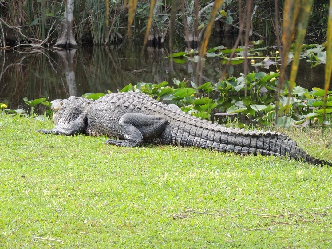 Having a great time on our cruise.  Met friends Michael and Bonnie for lunch in Fort Lauderdale, FL after taking an air boat ride and seeing lots of alligators!!  Have also been to Montego Bay, Jamaica a few days ago and Ca