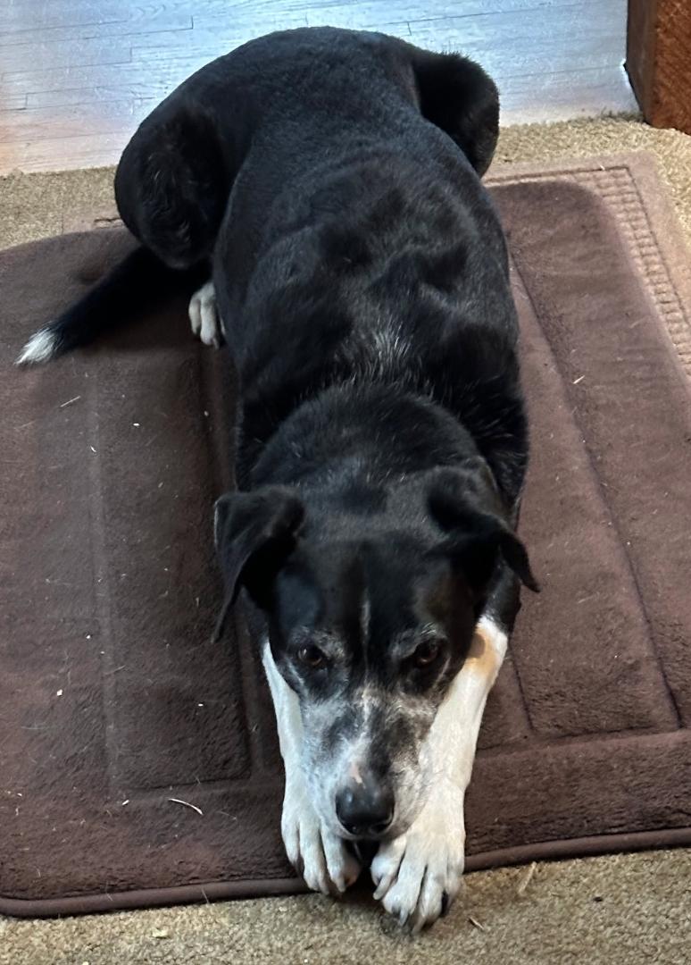 Radar, our little boy in a doggie suit, is 13 today - a teenager! And he acts like one!