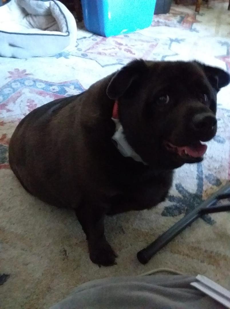 Happy dog day Cocoa!
