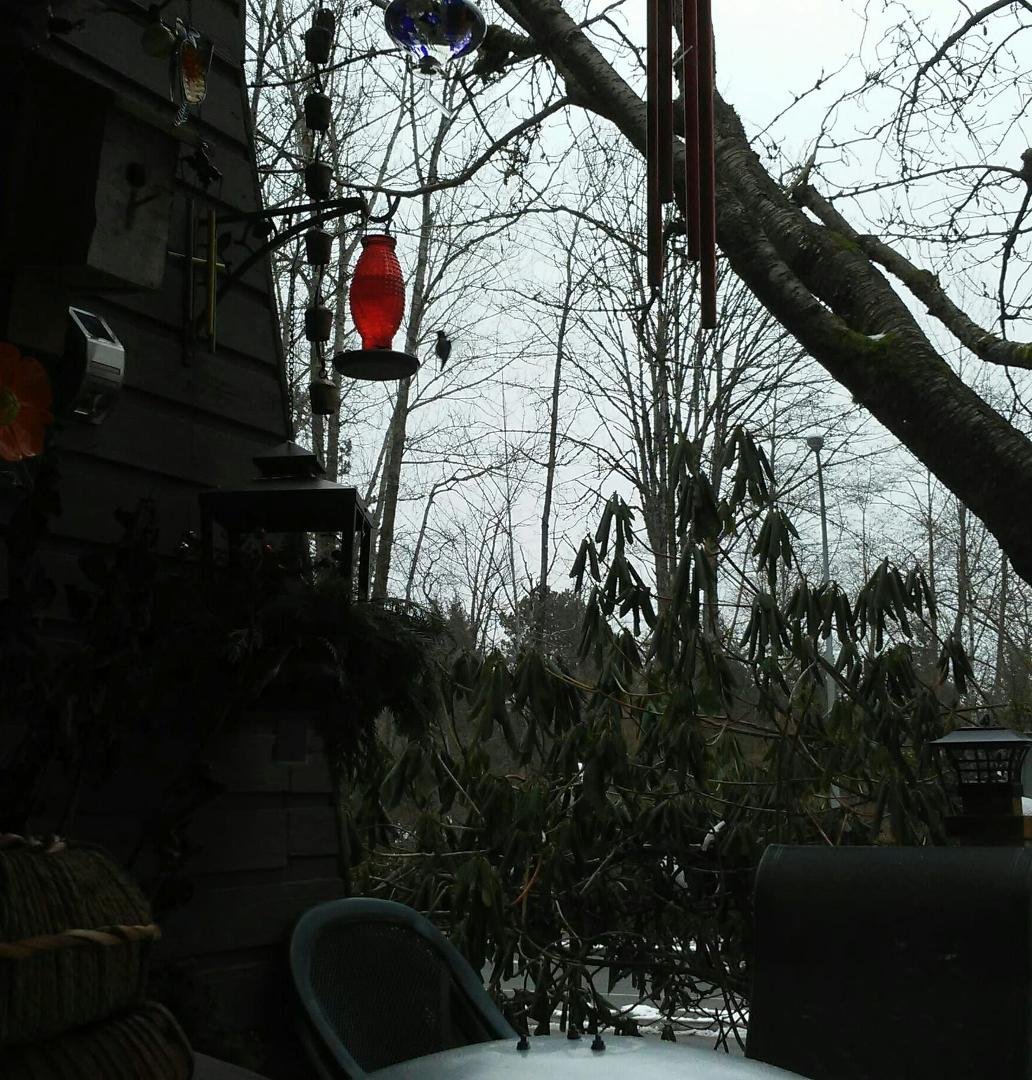 Hummingbird at feeder