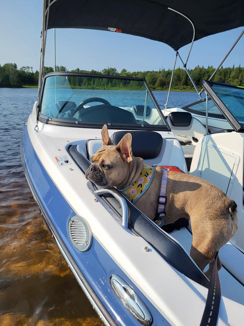 Happy National Dog Day!!!