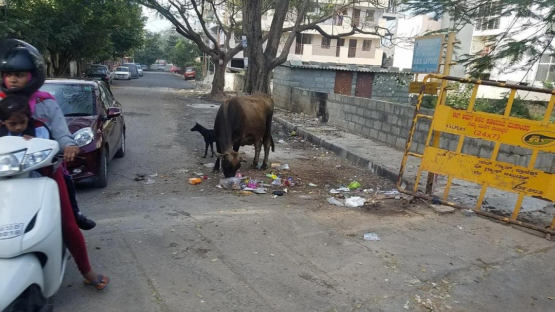 Cows left untended in the streets