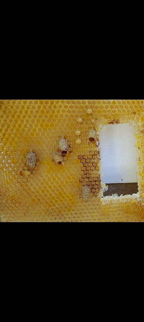 We had a hive with several queen cells on this barely prepped frame and actually 2 came out of their cell while I was holding it trying to decide who needed them. There were a total of 6, 2 walked into the hive we decided o