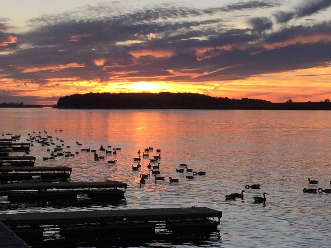 Geese enjoying a beautiful sunset
