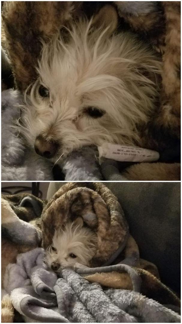 When It's Cold Molly Gets Covers!