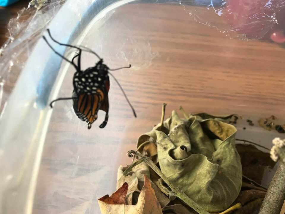 The last monarch has come out