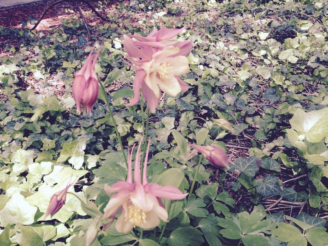 Huge Columbine blooms!