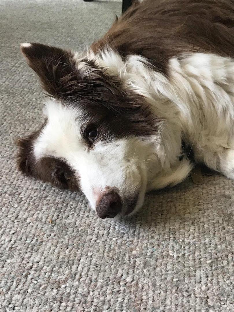 Our pretty Baby Face.  Thanks for taking the pic last month, Peter Constantinou!  Not to mention taking such good care of the fur babies while we went away!