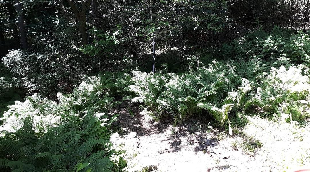Ferns